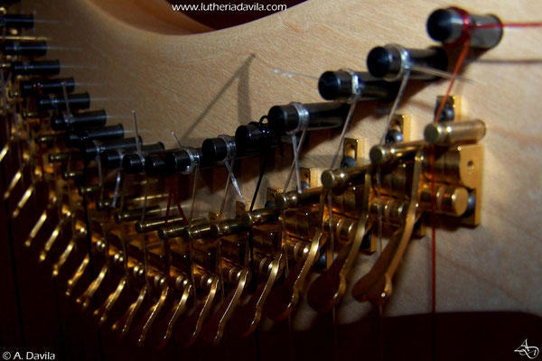 Harp 36 strings in wood of maple, soundboard of european spruce