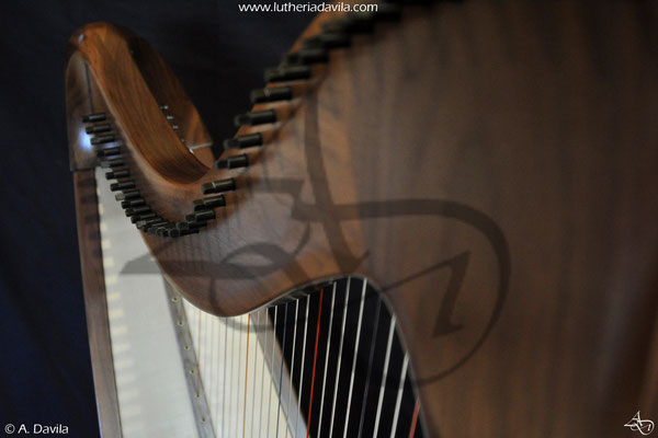 Harp 36 strings in wood of black walnut, soundboard of european spruce