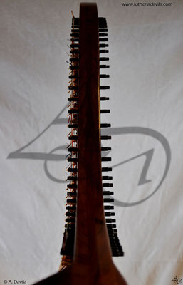 Harp 36 strings in wood of black walnut, soundboard of european spruce
