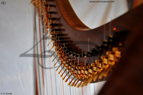 Harp 36 strings in wood of black walnut, soundboard of european spruce