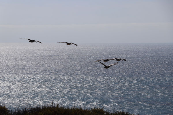 Majestic Pelicans soaring down south for the winter