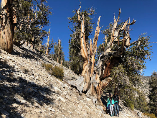 ...like this one which for us was the most impressive one of them all and which we believe is the "Methuselah"