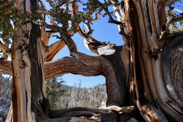 ..magical trees just imagine the story they could tell...