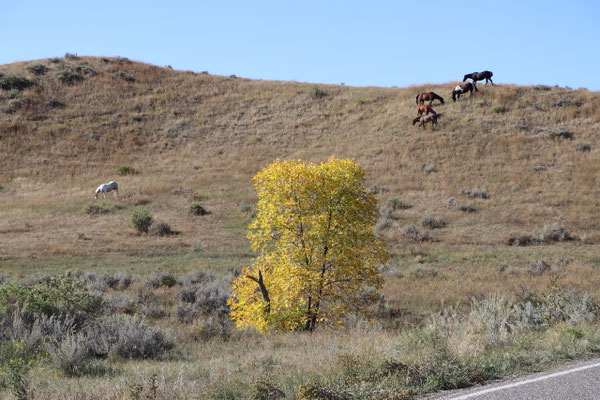 Wild Bucking Horses