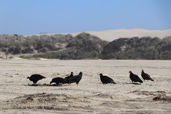 ...vultures found something on the beach!