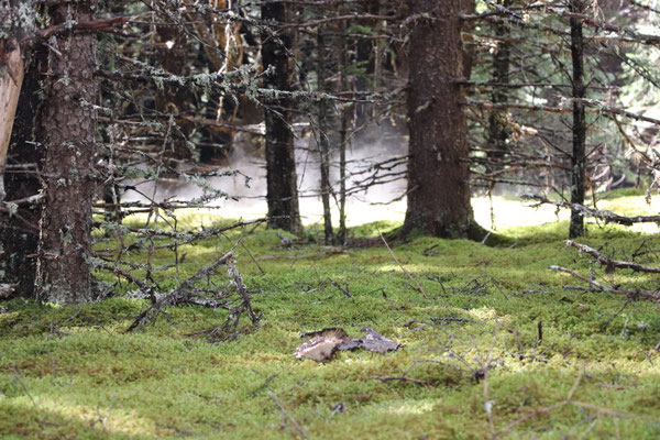 Moss Forest Floor