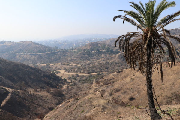Looking down to Hollywood you can see an half burnt palm tree and the smoke of Malibu Fire in the distance