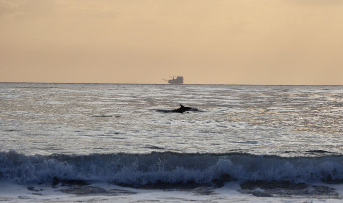 Dolphin