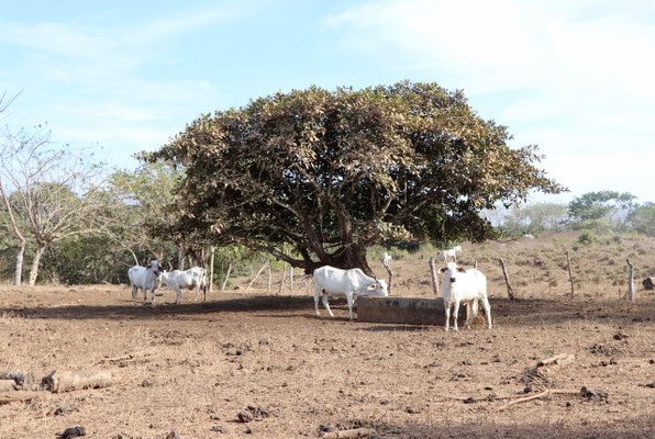 Cows in a dry field as we arrive in Montezuma