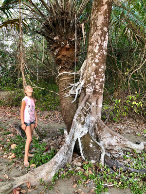 This tree wrapped it's self around the palm tree quite extraordinary sight