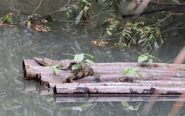 This was the only crocodile we saw, they love to hide under the bushes and mangroves