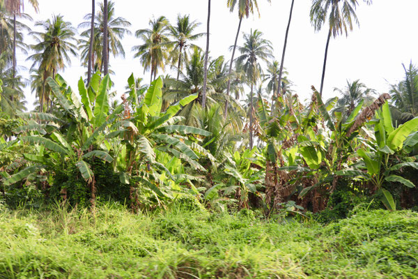 Roadside Vegetation