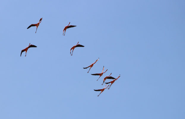 The Flamingos are amazing to watch in flight