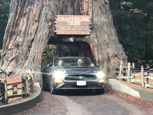 ...and drive through!!