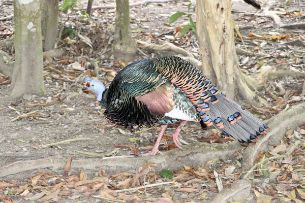 This is probably the most beautiful Turkey I have ever seen