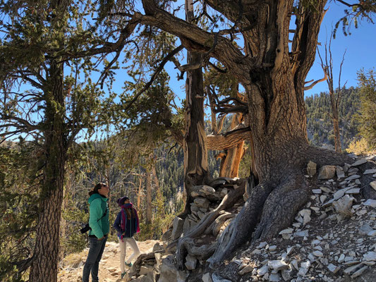 We walked through Bristlecone Forest on the Methuselah Trail