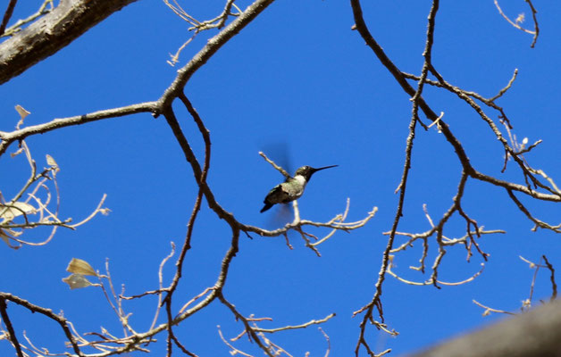 A humming bird in the tree above us