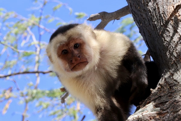 One white faced monkey was very interested to see who was the new visiter and came very close to our camper