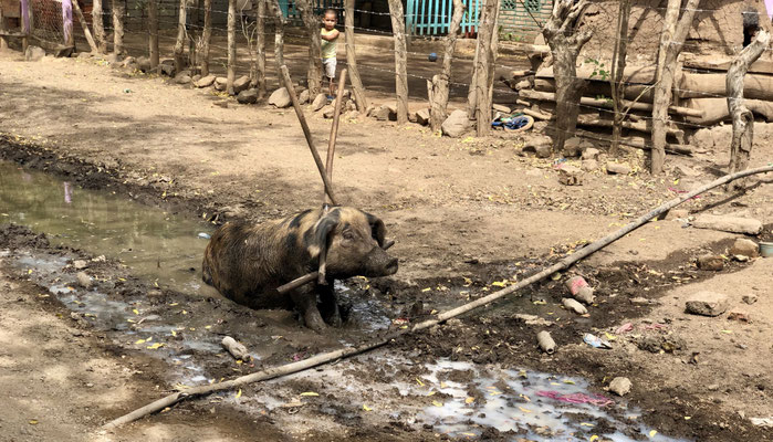 ...and mud bathing pigs