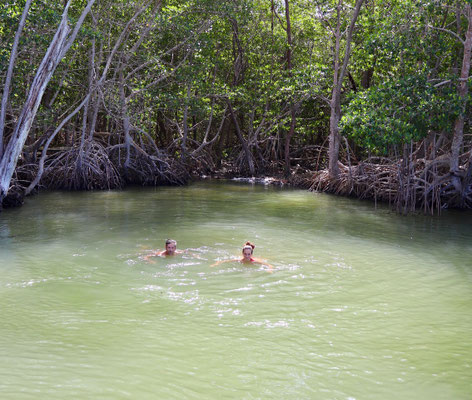 ...quite a strange experience swimming in the mangroves with water spouting out below your feet...