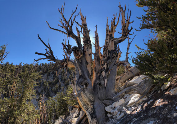 A lot of trees in Bristlecone Forest look as if they were decaying, but if you look carefully you'll see green branches growing out of the old stump