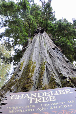 In the land of the Drive-Thru you can even drive through a tree!!