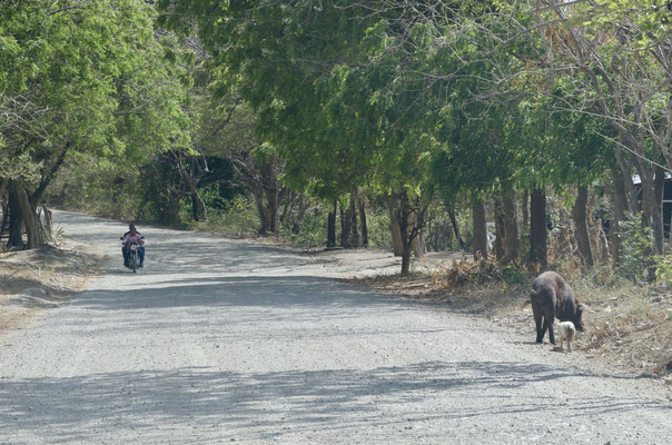 Pigs, motorcycles...