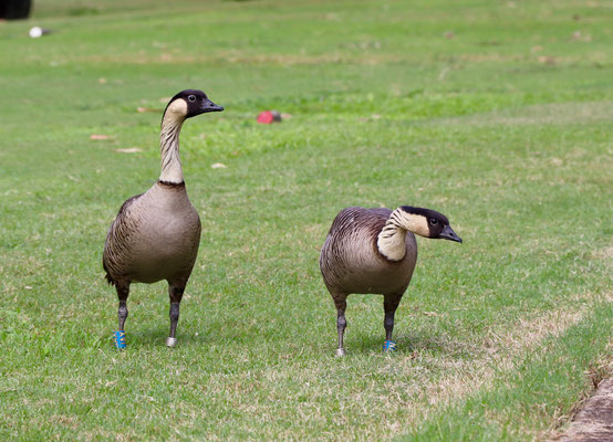 Nene Geese on the golf course