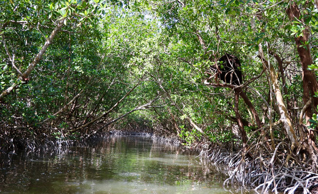 ..into the mangroves..