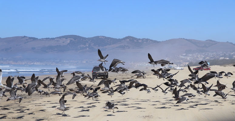 Swam of Seagulls