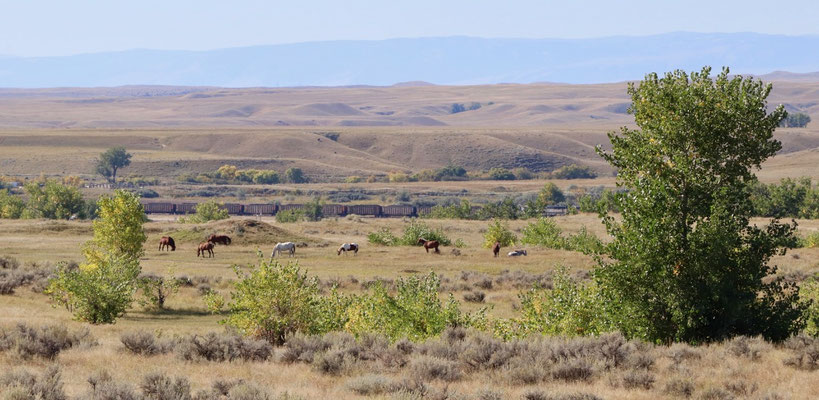 Wild Bucking Horses