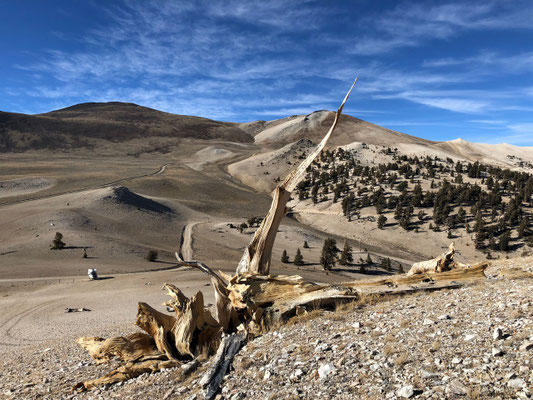 ...here at 3400m there we still left overs of Bristlecone trees