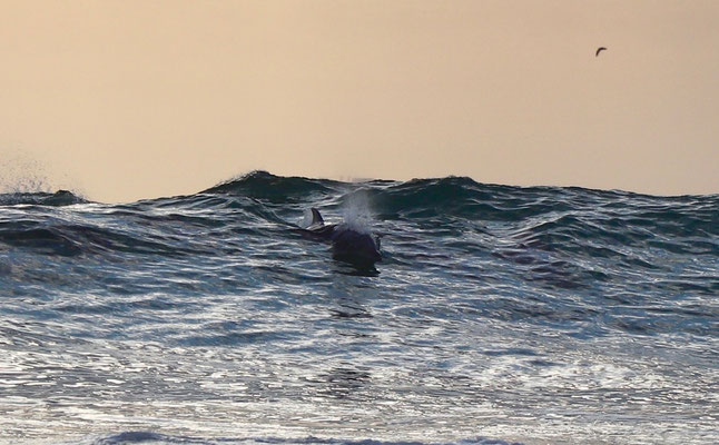 Dolphin in the Wave