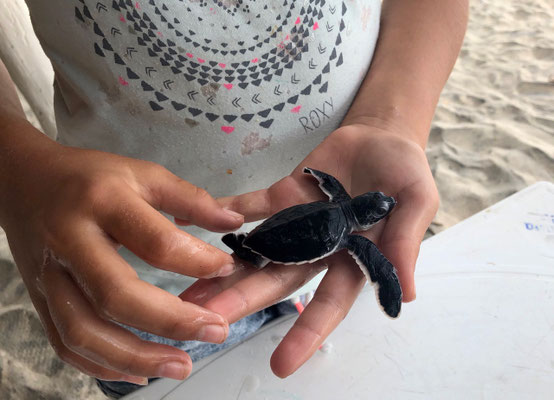 The lady serving us showed us her baby turtles, which had just hatched the night before