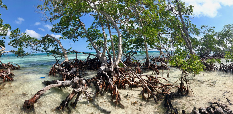 This mangroves hold the island together 