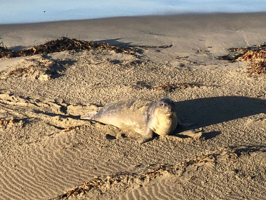 Young Elephant Seal