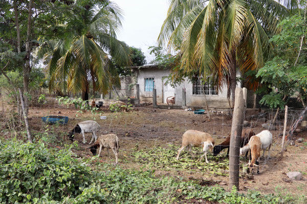 A typical mexican farm house