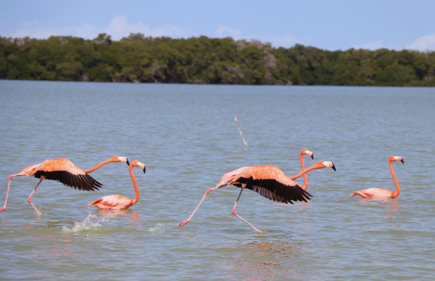 Flamingos eat up to 10hours a day