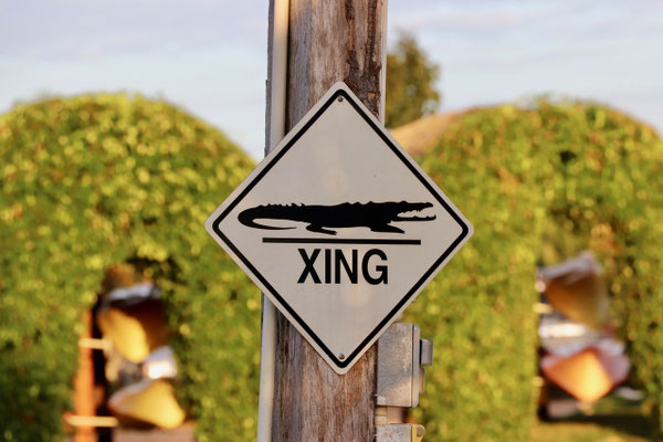 In Hopkins we decide to go on a boat trip in to a lagoon famous for its bioluminescence - glowing algae believe it or not - but first we went up river hoping to see a crocodile - 
