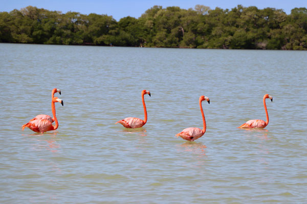 ...Flamingo's eat tiny pink schrimp like creatures
