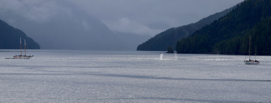 Humpback Whales