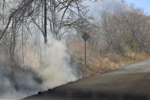 We are looking for the beautiful white Beach everyone is talking about and head down to El Jobo before we turn of to Playa Rajada - here a bush fire on the side of the road