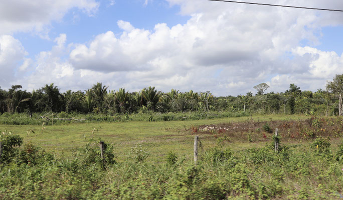 Then we head off towards Gales Point a thin Peninsula famous for it's Manatee's