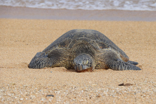 ...and a Green Turtle on Larson Beach