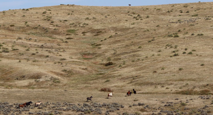 Wild Bucking Horses