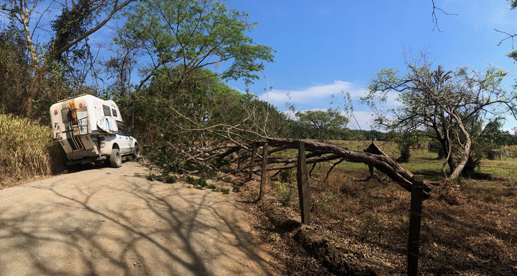 ..it seemed we were the first car to arrive as it covered the whole road - we were able to break the upper end of the tree branches and squeeze through