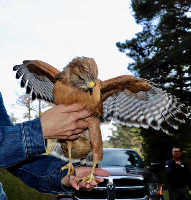 ...turned back on to the highway and found this guy sitting on the road...what a beautiful bird!!