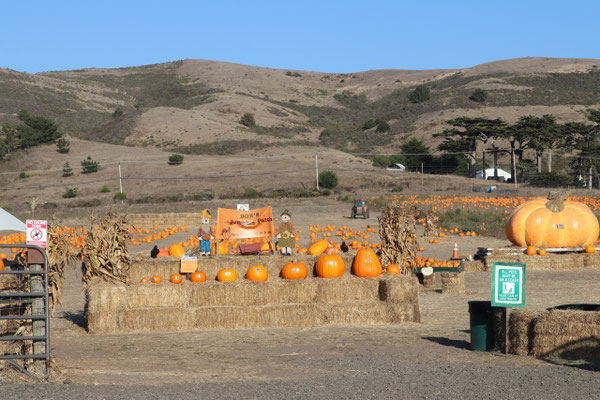 Pumpkin Season - Jahoo!!
