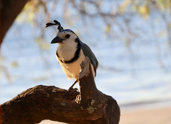 This guy sat just above us waiting for an opportunity to pinch something off our breakfast table