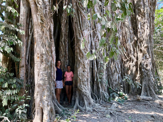 On the way we discovered a giant ficus tree "El Higueron" 